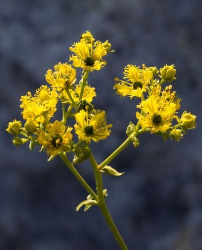 Flowers.jpg